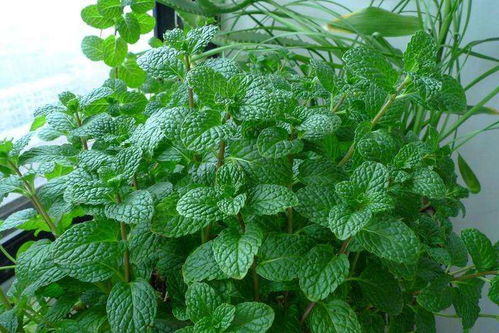 家庭养殖蜀葵指南：如何在家中种植并养护这种美丽植物？