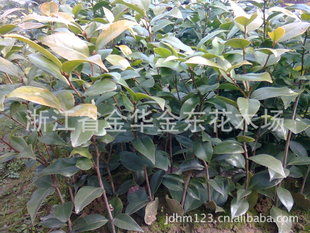 茶花树苗的种植土壤与光照