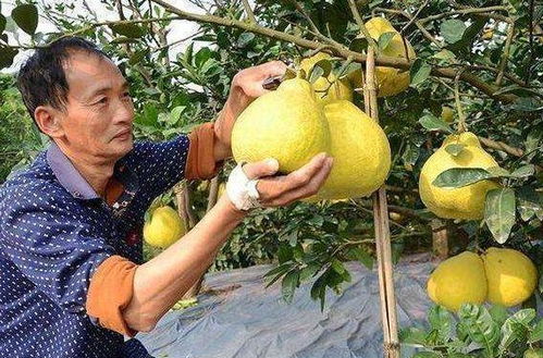 无花果几月份成熟最好吃？老果农分享经验