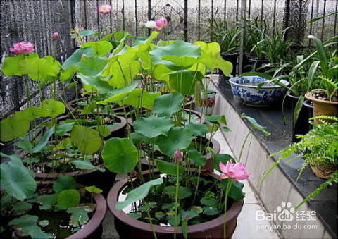 盆栽碗莲怎么种植？如何让莲花在小小的盆中绽放