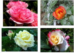 淮安月季：一座城市的浪漫印记