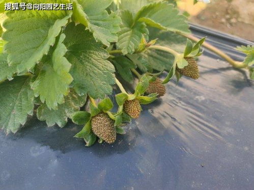 风雪冷刺骨， 阴天光照低