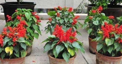 一串红：耐旱耐热的花草佳选