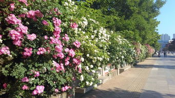 蔷薇花开的春天