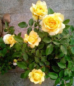 月季小苗新家入门指南