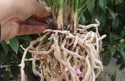兰花根烂完，如何挽救