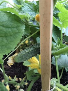 鸡圈旁的绿色小天地