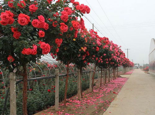 月季修剪，你真的Zuo对了吗？