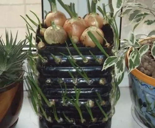 大蒜种植过程中，需要每天浇水吗
