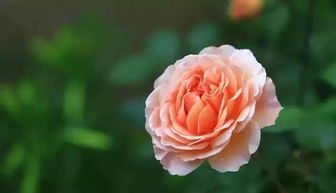 木芙蓉蕾不开花原因及花期揭秘，爆款花卉必看！