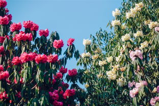 杜鹃花的别称：各地风情