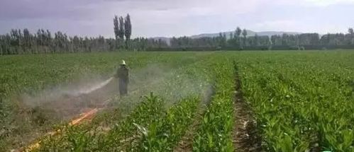 农药用量之谜：一亩地究竟用多少量？