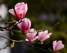 种植乐趣，还是得按步骤来！