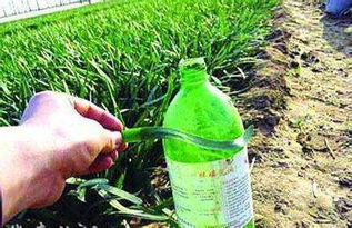 锐劲特水分散粒剂：高效除虫神器