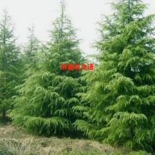 贵州这片地，行吗？