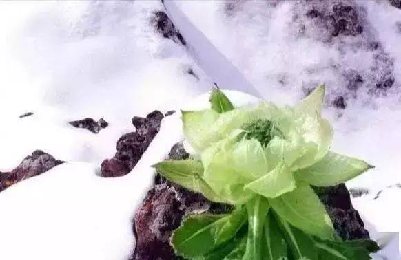雪莲：天山上的白色精灵