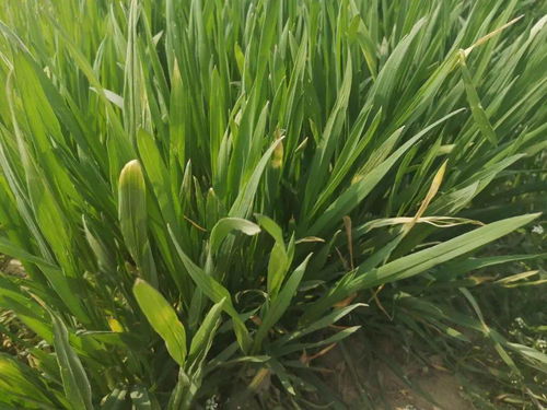芸苔素和除草剂混用效果如何？两者能否同时使用？
