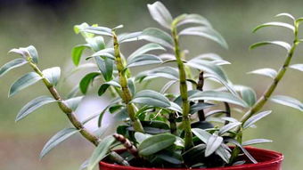 石斛种植时如何选择合适的土壤和光照