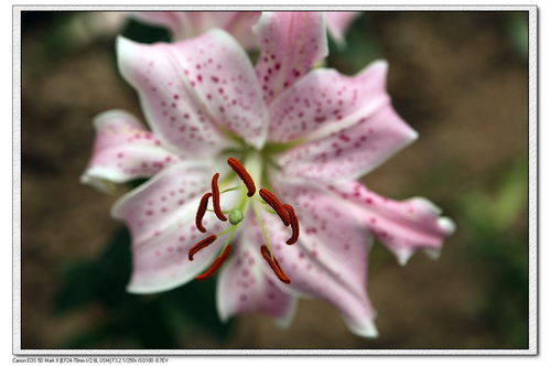 大棚种百合花的秘诀分享