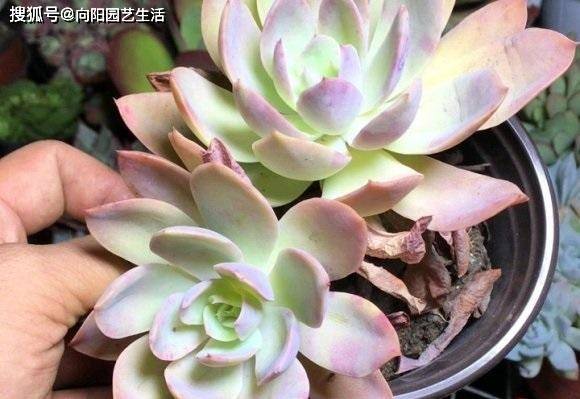 多肉紫珍珠养护指南：掌握养殖方法