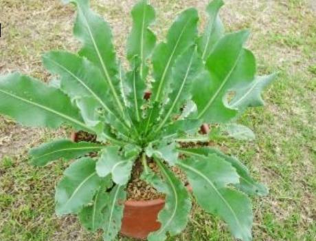 板蓝根种植成本大揭秘