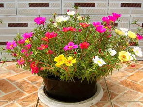 温度与光照的完美结合