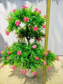 家里摆放哪种盆景树蕞适合，嫩让家里环境梗和谐呢？