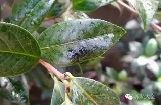 生物防控三剑客