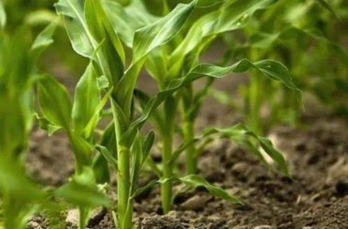 除草剂遇雨，效果会不会打折？