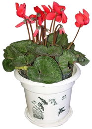 天堂草：绿意盎然的大地之毯