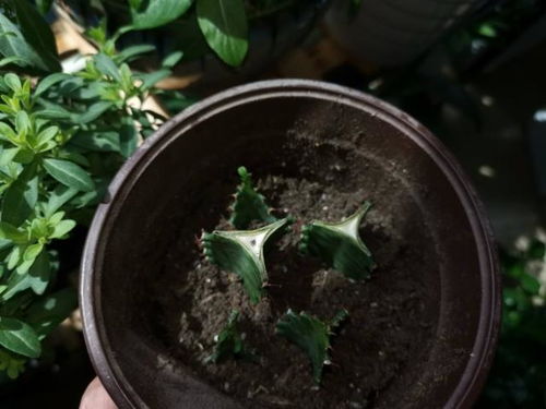 移栽植物时使用生根粉和生根液哪种更适合，对植物生根效果更好？