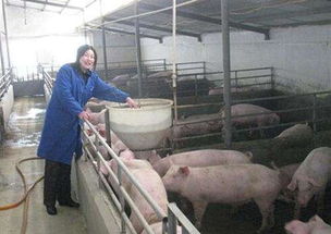 近期养猪场频现问题，严防风险