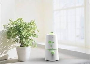 北方养花湿度怎么保持？室内加湿器效果好吗