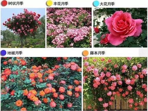 新手月季花友买什么品种？推荐以下5种经典品种，适合初学者种植吗？