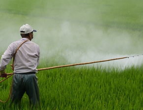 喷药的时候，要注意啥？