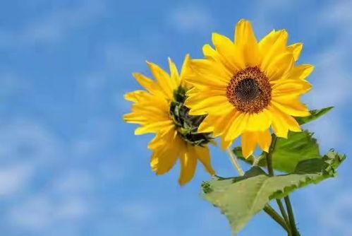 太阳花种子怎么种？新手也能轻松掌握的种植方法