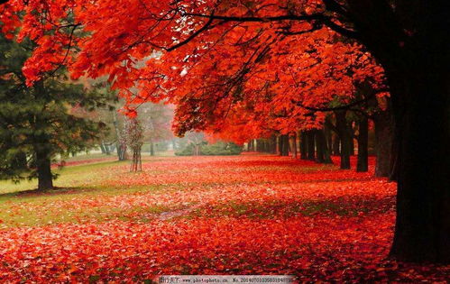 洋水仙， 秋天的舞者