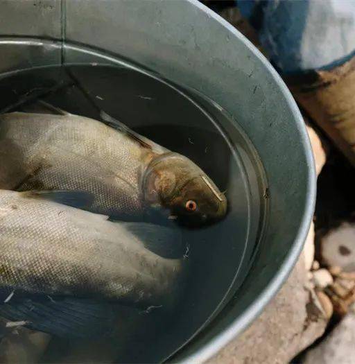 猪饲料喂鱼是否安全，对鱼的生长和健康有影响吗？