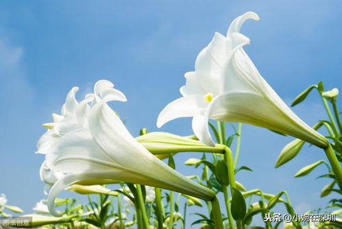 送女人百合花有什么特别的寓意和祝福