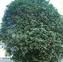 上海花木城苗木价格大揭秘！