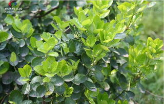 扶芳藤的种植技巧