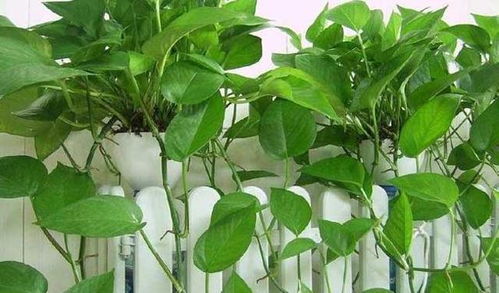 嫁接前的准备工作