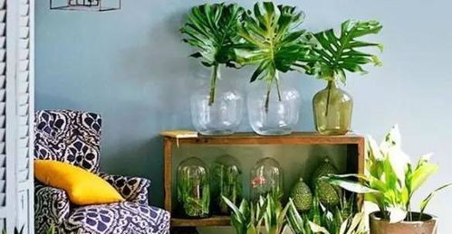 家里养花，这些问题你遇到过吗？