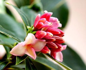 金边瑞香花香浓烈，闻多了会怎样