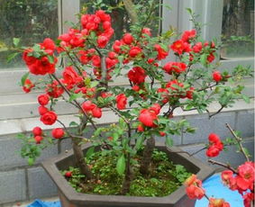 海棠：耐寒的观赏性植物