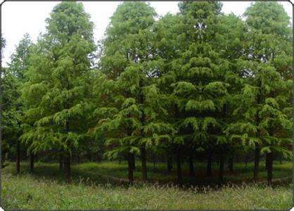 秘诀1：大树移植设置排水孔