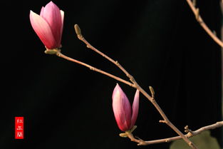 春暖花开， 玉兰展新姿