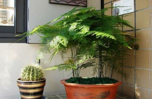 夏日高温文竹黄叶？养护攻略，轻松度夏！