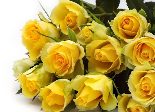 揭秘黄玫瑰的寓意：探寻黄玫瑰的神秘花语