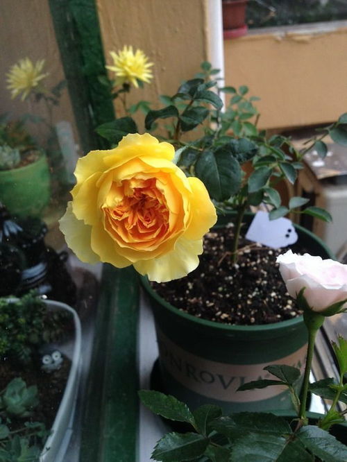 月季花儿的魔力, 北方冬天也嫩绽放